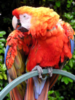 一個彩色的緋紅金剛鸚鵡相片