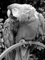 一個灰度的緋紅金剛鸚鵡相片