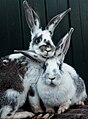 兩個兔子