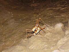 一对正在交配的穴居蟋蟀，属于地下哈德诺蟋蟀（英语：Hadenoecus subterraneus）。在火石岭上发现。