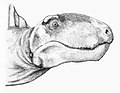 D. limbatus的頭部