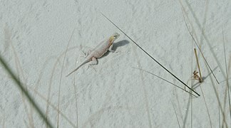 无耳白蜥蜴（英语：Holbrookia maculata）