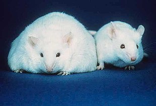 两只白色的老鼠，都有较小的耳朵、黑色眼睛及粉红色的鼻子。不过左侧的老鼠宽度是右侧正常老鼠的三倍。