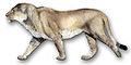 於1萬年前消失的美洲擬獅。