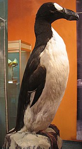一只夏天被捕的大海雀做成标本，塞入填充物，放在木块上