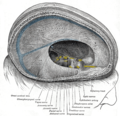 切除右半部大腦後顯示的硬腦膜