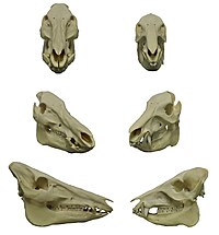 野猪（左）与白唇西猯（右）的头骨比较：西猯的上犬齿（獠牙）朝下