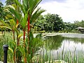 新加坡植物园的交响乐湖