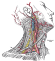 表面解剖右側頸，顯示頸動脈及鎖骨下動脈