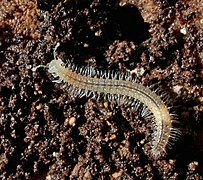 在马默斯洞穴中发现的一种适应洞穴的千足虫。