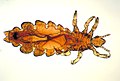 人类头虱（Pediculus h. capitis）