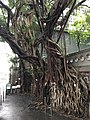 香港佐治五世紀念公園的古老細葉榕