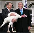 2006年感恩节小布什（右）在白宫将“赦免”一只火鸡，其余生可在农田间自由漫游