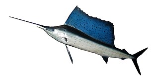 平鰭旗魚和其他長嘴魚一樣具有由上頜骨延伸而成的吻突