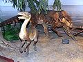 鸟跖类主龙的西里龍、伪鳄类主龙的波羅尼鱷，化石都發現於波蘭