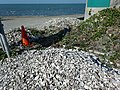 臺灣新竹市海山漁港內丟棄的蚵殼。