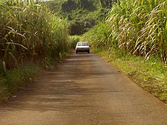 留尼汪岛西部的甘蔗田