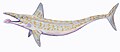 副旋齿鲨属模式种復原圖，属于尤金齿目