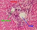 肝脏在組織學的小葉構造