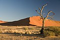纳米布沙漠中的骆驼树