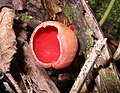 澳洲红盘菌（英语：Sarcoscypha austriaca）