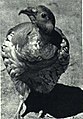 1965-7 1965年 藏雪鸡