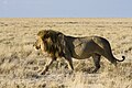 西南非洲獅