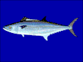 條斑馬鮫 S. regalis