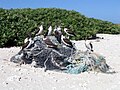 年輕的偽鵐（Sula dactylatra）坐在Green Island上的海洋垃圾上