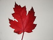 加拿大楓葉