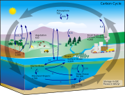 碳循环图示