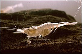 甘特里白虾（英语：Palaemonias Ganteri）的个体，也被称为肯塔基洞虾。该物种是该洞穴系统的特有物种。