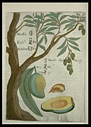 十七世紀波蘭籍天主教耶穌會來華傳教士卜彌格著作《Flora Sinensis》中描繪的「蠻果」
