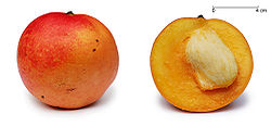 栽培品种“苹果芒”及其縱切面：完整芒果及被切開一半的芒果，後者可看見其種子，約佔全果的3分之1的面積