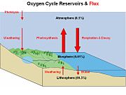 氧循環圖示