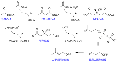 甲羥戊酸途徑