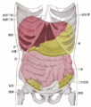 胸部與下腹部的器官圖