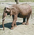 非洲象是現存最大的陸上動物。
