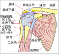 Diagram of the human shoulder joint. Anterior view.