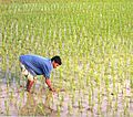 在水田中耕种的孟加拉农民