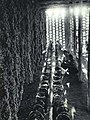 1964年 吐鲁番葡萄园晒制葡萄干