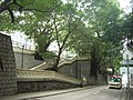 香港佐治五世紀念公園的古老石牆樹（已被列入《古樹名木冊》）