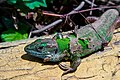 欧洲绿蜥（英语：European green lizard）正在蜕皮。