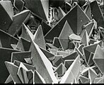 肾结石表面的SEM图像, 显示从石头的无定形中心部分出现的Weddellite（草酸钙二水合物）的四方晶体。 图片的水平长度表示图案原物体0.5mm。