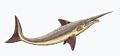 沙寇鋸鯊屬復原圖，属于尤金齿目