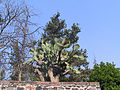 一種墨西哥野生仙人掌，形狀與一般常見的品種差異很大
