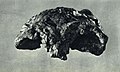 1965-7 1965年 藍田人頭蓋骨