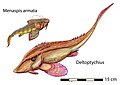 （復原圖）左上：颊甲鲛属（德语：Menaspis），右下：三角褶鲛属，属于颊甲鲛目（Menaspiformes）