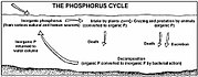 磷循環圖示
