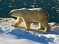 北極熊是陸上最大的肉食性動物。